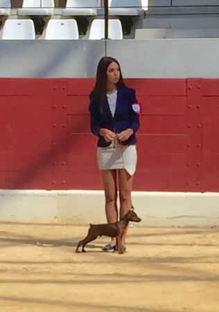 Concurso Canino Villena 2015