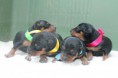 /album/cachorros/a12188724-10205545116287467-1155985847-n-jpg/